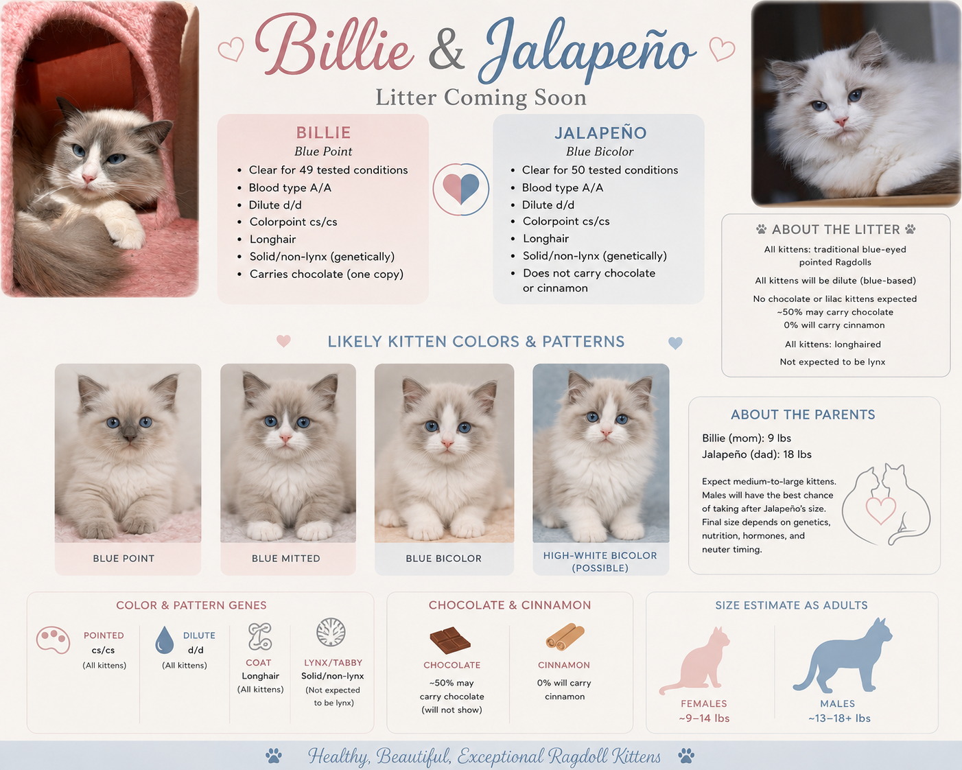 Billie & Jalapeño litter coming soon — possible kitten colors and patterns
