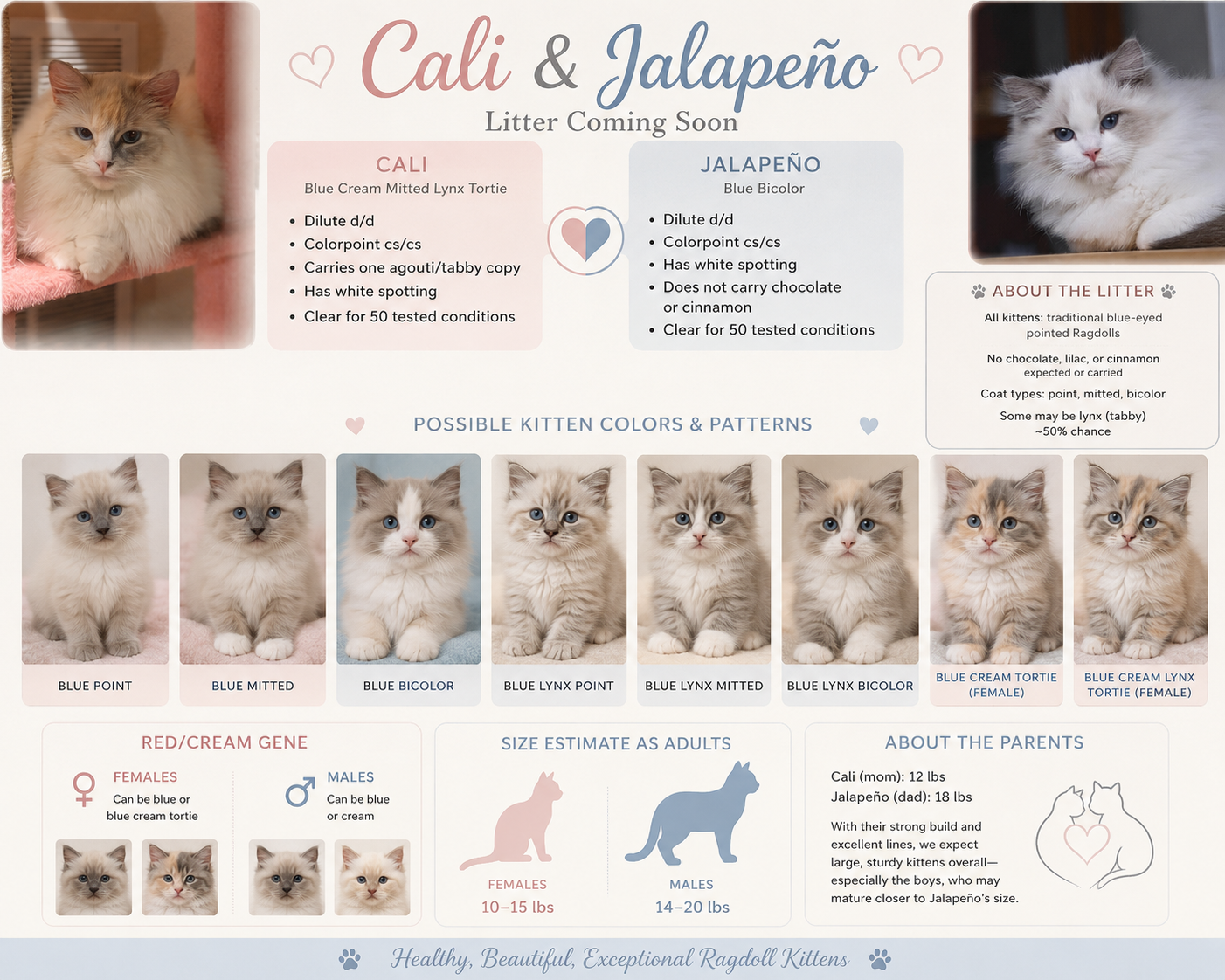 Cali & Jalapeño litter coming soon — possible kitten colors and patterns