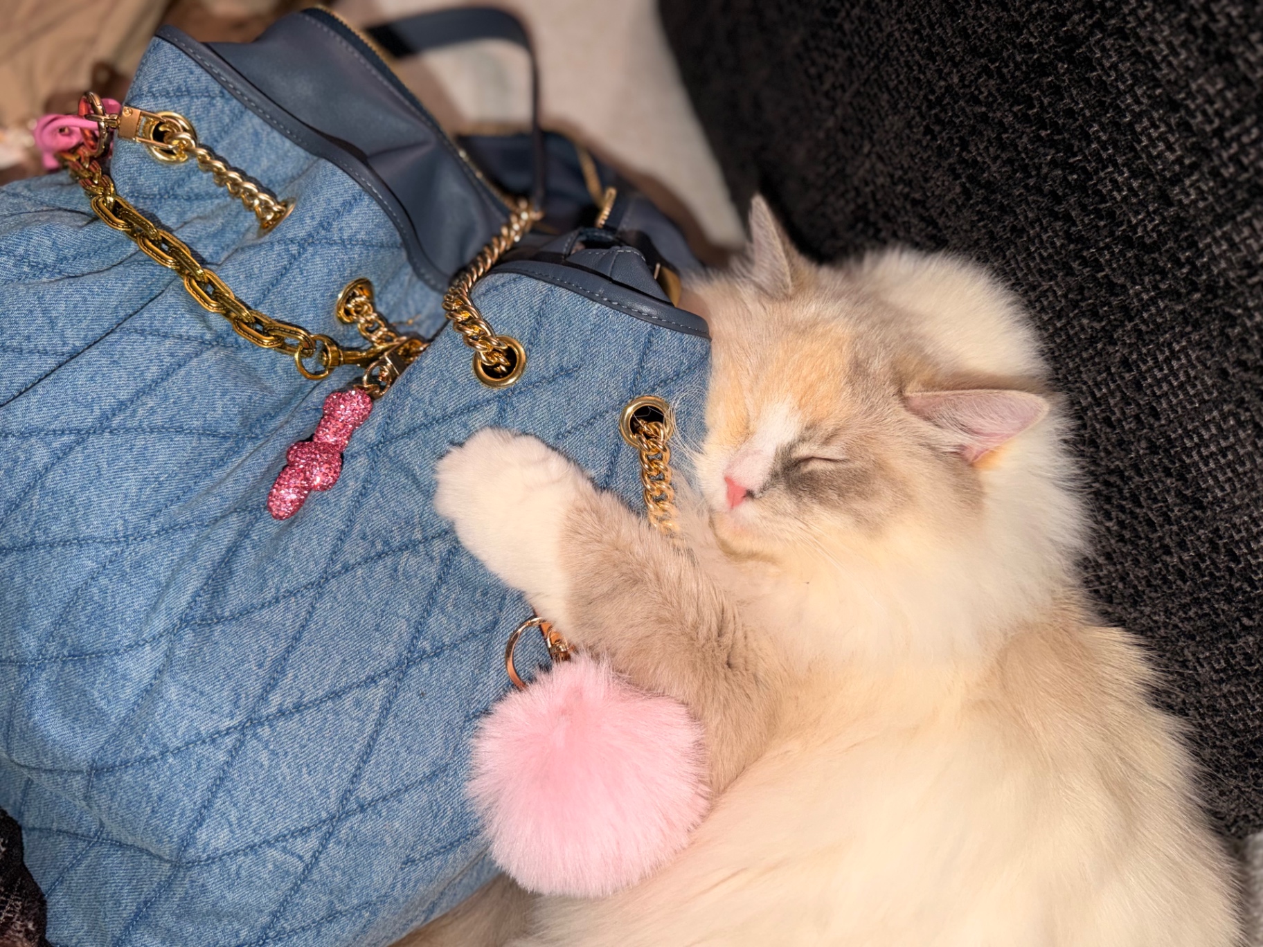 Our Ragdoll napping curled up against a quilted bag — completely relaxed in everyday life