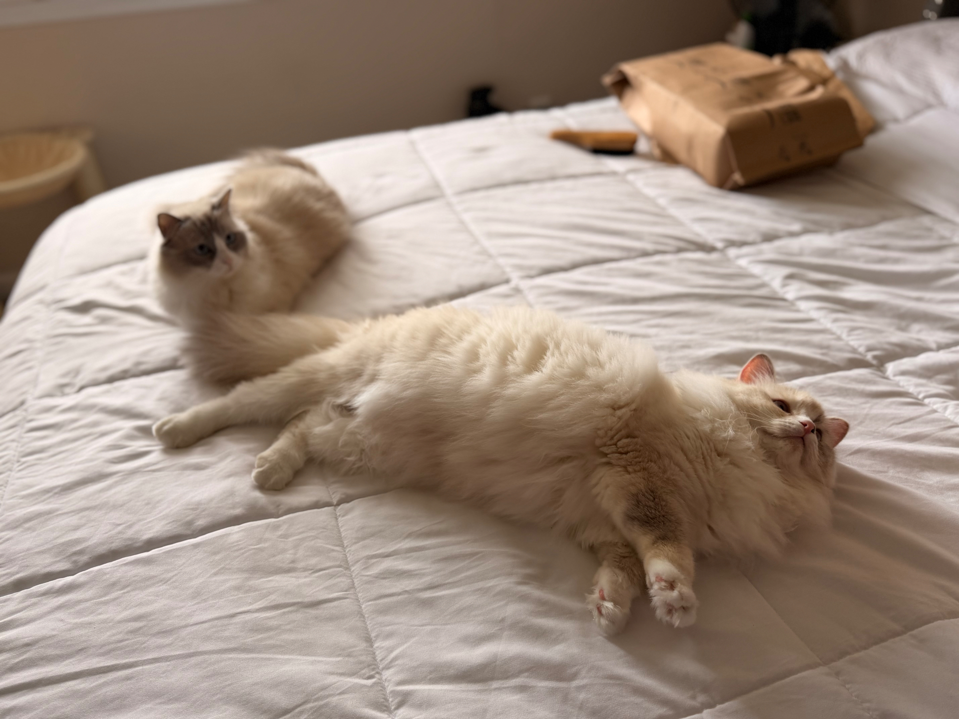 Two Ragdolls flopped on the bed — the famous floppy, social temperament of the breed