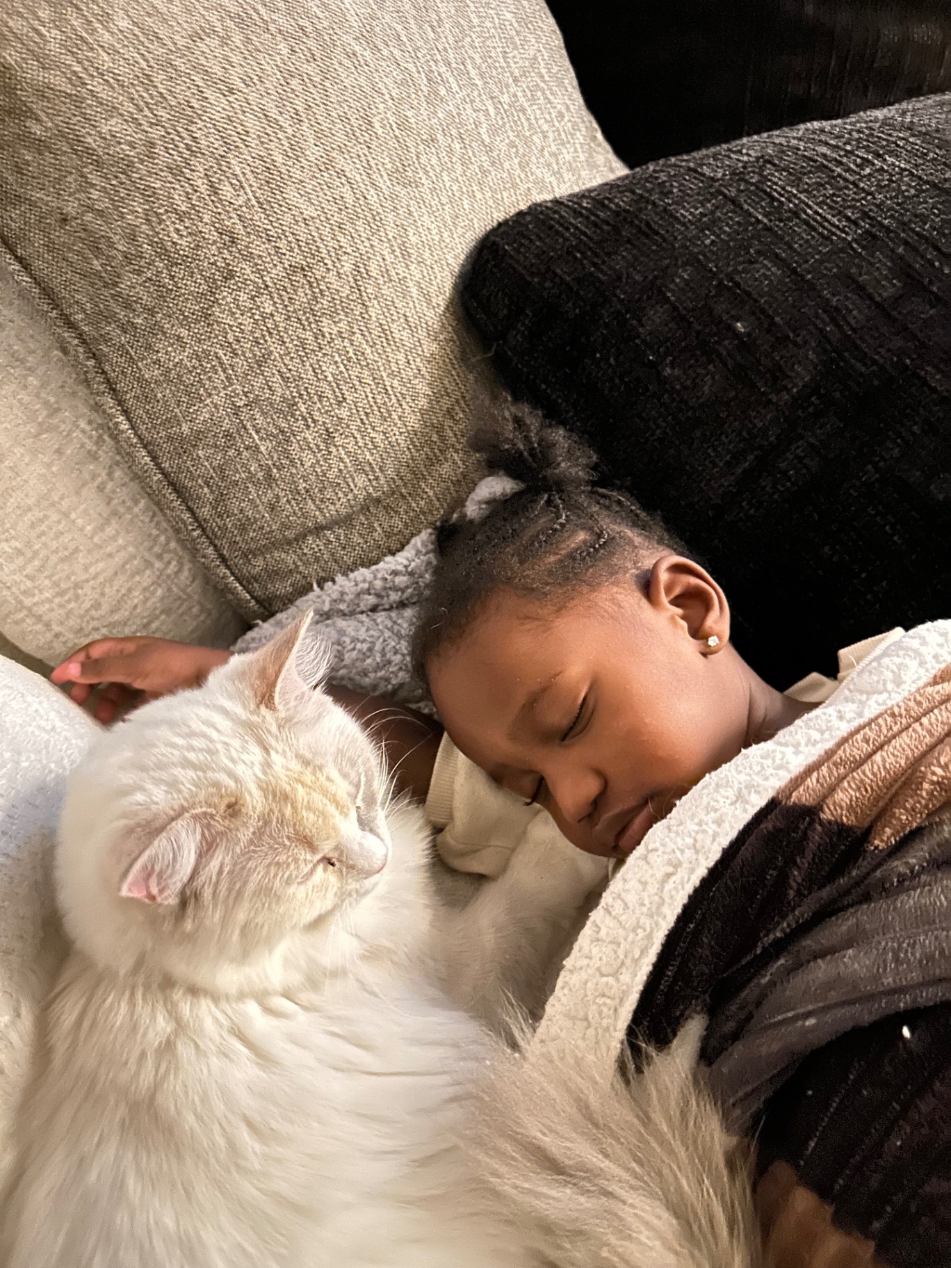 Our matriarch Cali snuggled up beside our daughter as she sleeps — the temperament we breed for