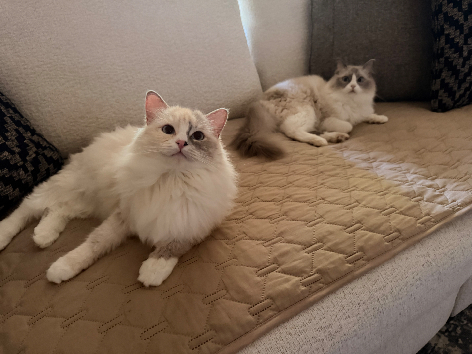 Two of our Ragdolls relaxing together on the couch — bonded and calm indoor companions