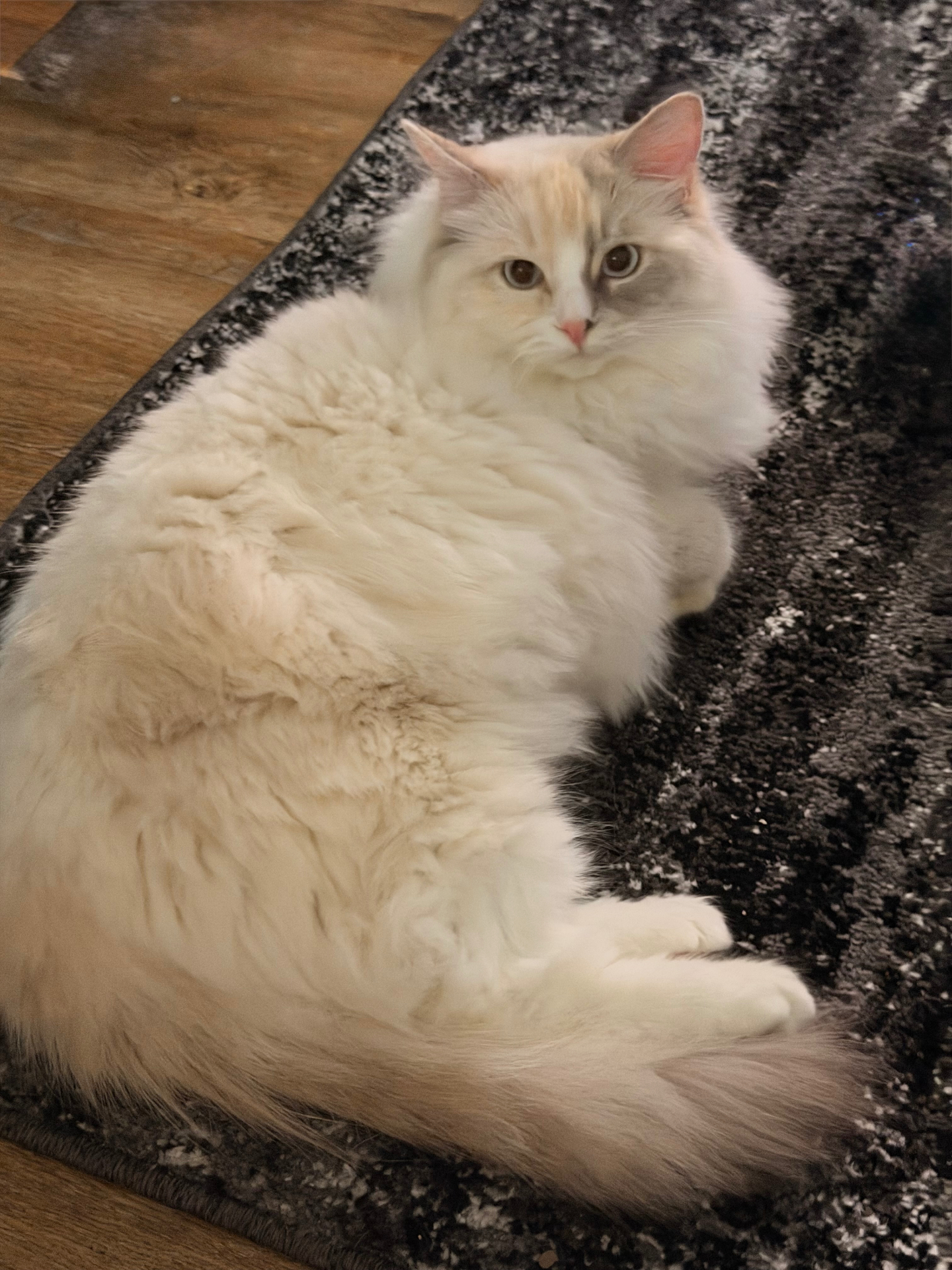 One of our Plush Dynasty Ragdolls lounging at home — flame point with classic plush coat