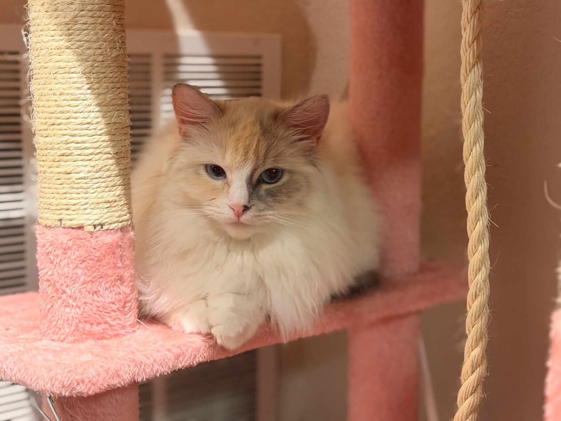 Flame point Ragdoll perched on her pink cat tower — bright blue eyes and plush coat